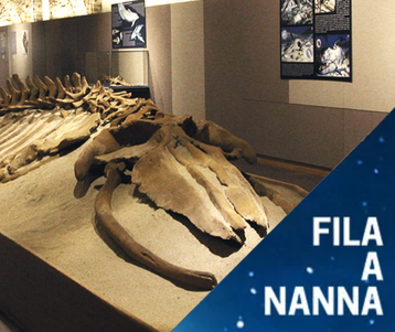 Museo Paleontologico di Asti_Fila a Nanna