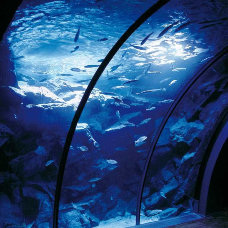 AM Club | Passeggiata in acquario